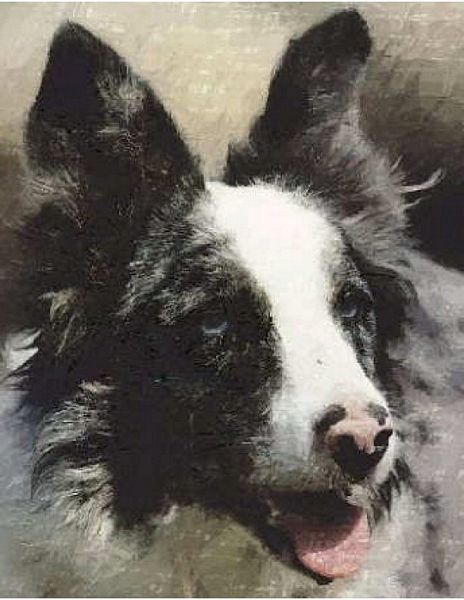 Hand Painted Effect Border Collie DOWNLOAD - 14 x Pages